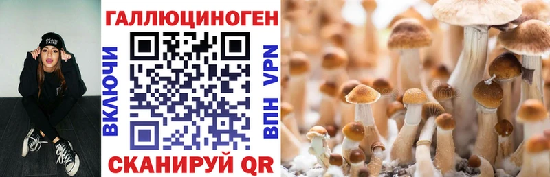 как найти закладки  Красноармейск  Псилоцибиновые грибы мицелий 